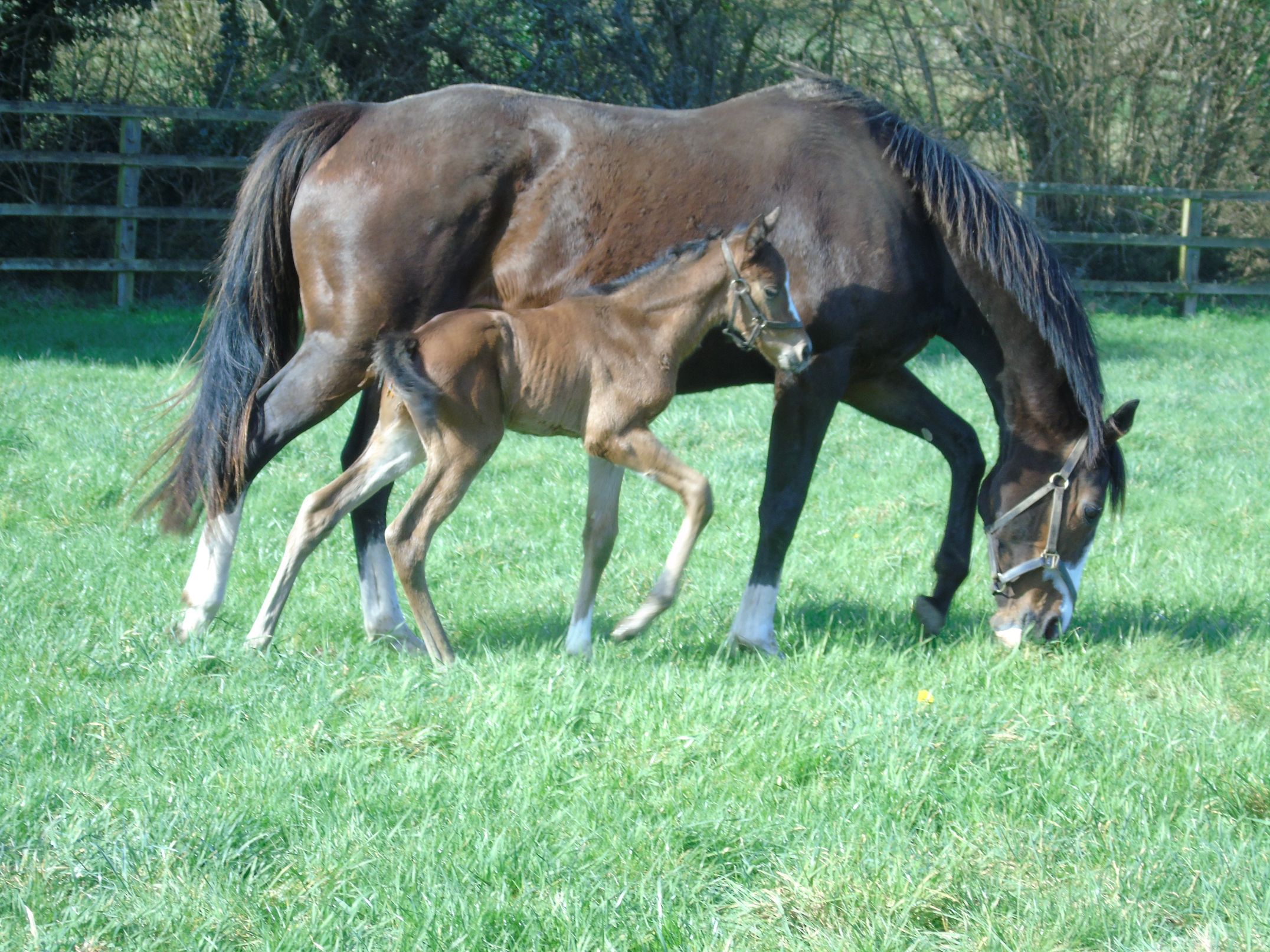 2026 colt by Naval Crown